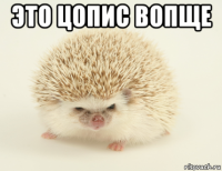 это цопис вопще 