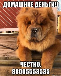 домашние деньги!) честно. 88005553535