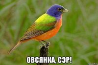  овсянка, сэр!