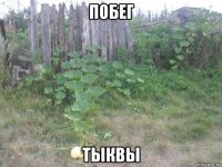 побег тыквы