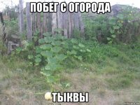 побег с огорода тыквы