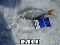 крупняк!