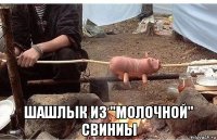  шашлык из "молочной" свиниы