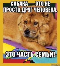 собака — это не просто друг человека, это часть семьи! ***