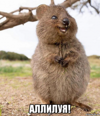  аллилуя!