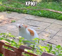 хрю! 