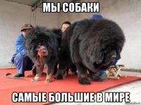 мы собаки самые большие в мире