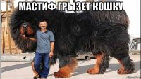 мастиф грызет кошку 