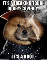 it's a freaking tough doggy-cow-boy. it's a hoot.