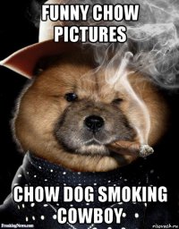funny chow pictures chow dog smoking cowboy