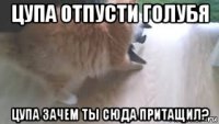 цупа отпусти голубя цупа зачем ты сюда притащил?