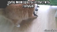 цупа, можешь ты отпустить голубя? 