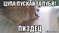 цупа пускай голубя! пиздец