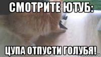 смотрите ютуб: цупа отпусти голубя!