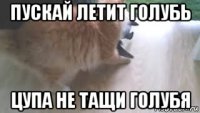 пускай летит голубь цупа не тащи голубя