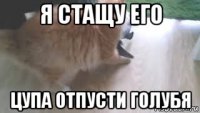 я стащу его цупа отпусти голубя