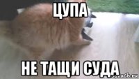 цупа не тащи суда