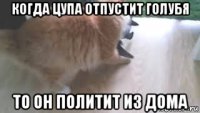 когда цупа отпустит голубя то он политит из дома