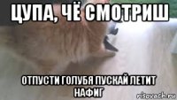 цупа, чё смотриш отпусти голубя пускай летит нафиг