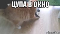 цупа в окно 