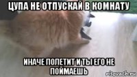 цупа не отпускай в комнату иначе полетит и ты его не поймаешь