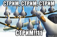 стрим, стрим, стрим стрим!!11