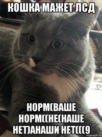 кошка мажет лсд норм(ваше норм((не(наше нет)анаши нет(((9