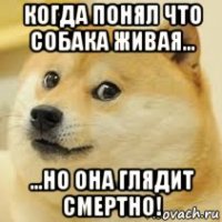 когда понял что собака живая... ...но она глядит смертно!