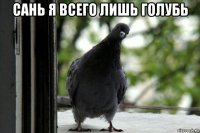 сань я всего лишь голубь 