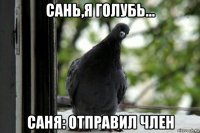 сань,я голубь... саня: отправил член