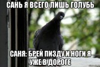 сань я всего лишь голубь саня: брей пизду и ноги я уже в дороге