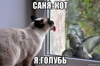 саня: кот я:голубь