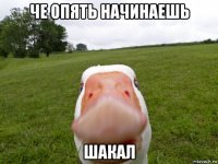 че опять начинаешь шакал