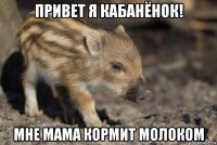 привет я кабанёнок! мне мама кормит молоком