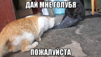 дай мне голубя пожалуйста