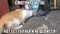 смотрите ютуб: кот ест голубя и не делится!