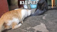 вздурел? 