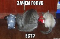 зачем голуб ест?