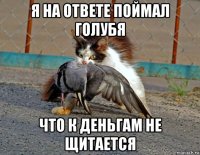 я на ответе поймал голубя что к деньгам не щитается