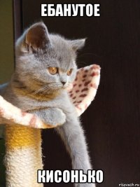 ебанутое кисонько