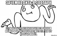 зачем ходить в зоопарк если на обезьяну,кидающуюся говном можно и на рисоваче посмотреть. он тут вообще живёт.