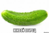 живой огурец