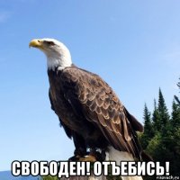  свободен! отъебись!