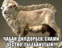  чабан дилдорбек, скажи честно: ты ебанутый?