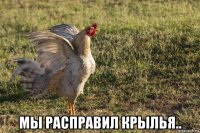  мы расправил крылья..