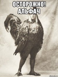 осторожно! альфач 