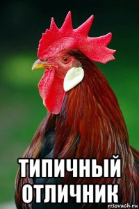  типичный отличник