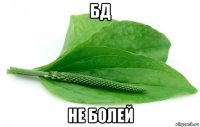 бд не болей