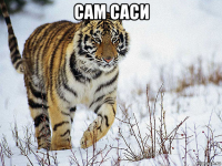 сам саси 