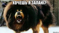 хочешь я залаю? 